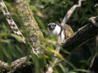 Pied tamarin, Saguinus bicolor, looking for insects in the branches