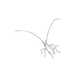 beetle. one line. vector image of an insect. the image of a beetle tattoo