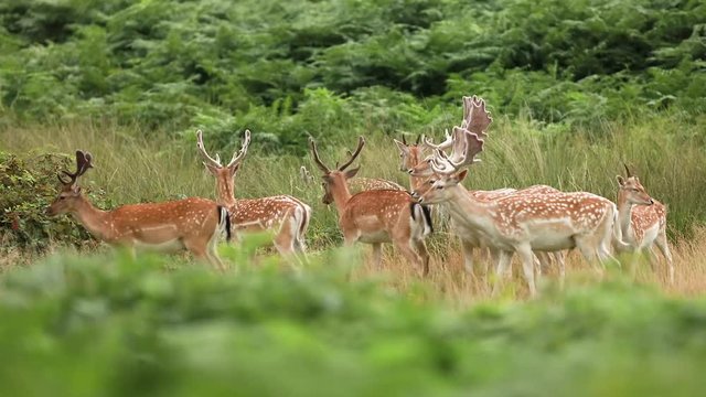 Fallow deer in the herns