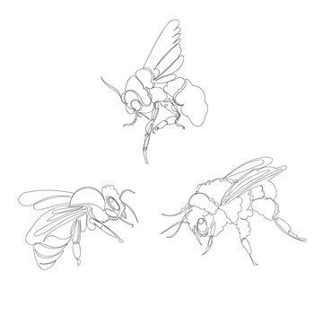 bee. one line. vector image of an insect. set of pictures continuous line