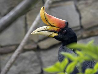 Knobbed hornbill, Rhyticeros cassidix, is one of the most beautiful hornbills © vladislav333222