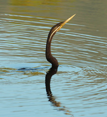 Australian Darter Anhinga