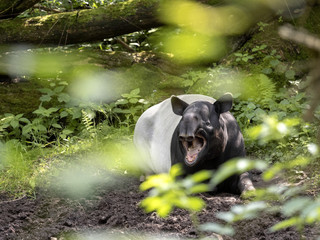 Asian tapir, Tapirus indicus, has a curious black and white color