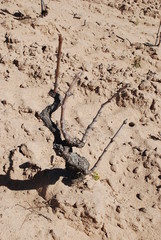 Ceppo di vite, allevato ad alberello