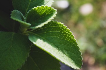 Close up leafs on natural light. Summer day in Europe, Portugal.