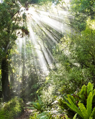 Plakat Rays of sunlight beam through dense tropical jungle