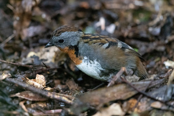 Australian Logrunner