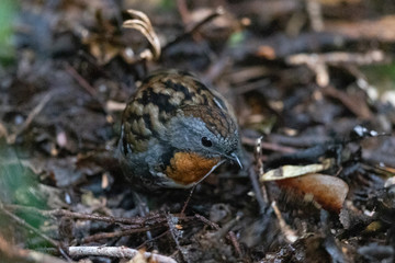 Australian Logrunner