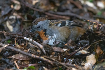 Australian Logrunner