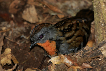 Australian Logrunner