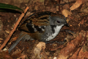 Australian Logrunner