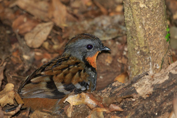 Australian Logrunner