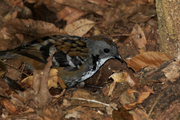 Australian Logrunner