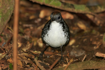 Australian Logrunner