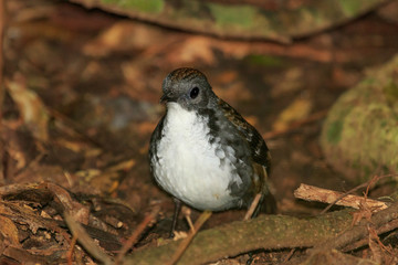 Australian Logrunner