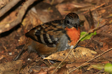 Australian Logrunner