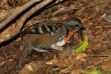 Australian Logrunner