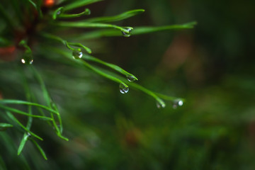 Background with a raindrop on a pine needle.