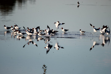 Red Necked Avocet in Australia
