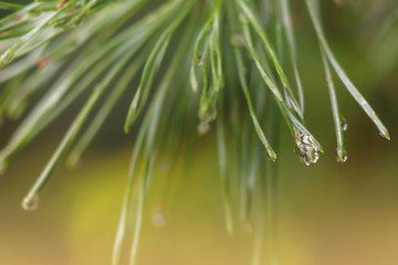 Background with a raindrop on a pine needle.