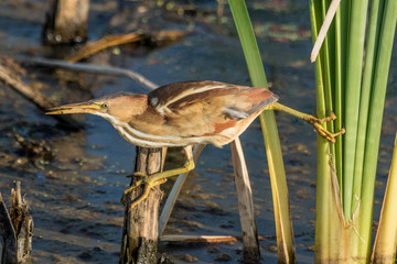 Least Bittern in Texas USA