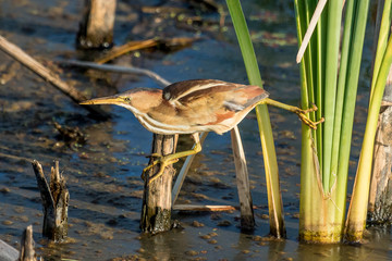 Least Bittern in Texas USA