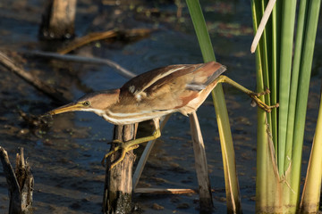 Least Bittern in Texas USA