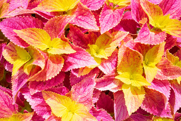 Naklejka na ściany i meble Background of colored leaves in a morning