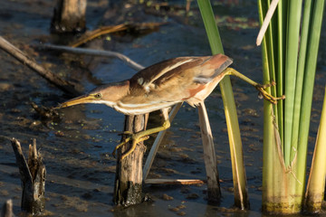 Least Bittern in Texas USA