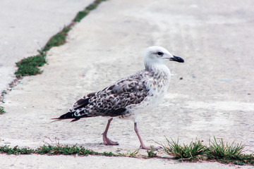 Seagull looking at the camera