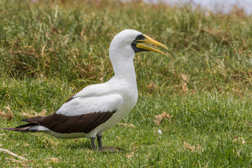 Sacred Booby in Norfolk Island
