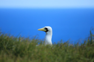 Sacred Booby in Norfolk Island