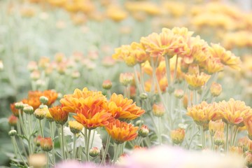 orange flowers in the garden