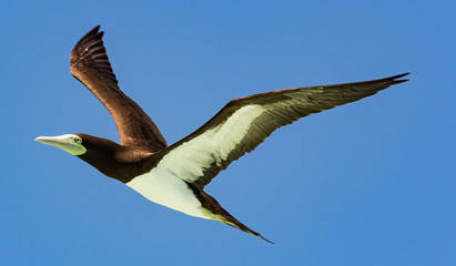 Brown Booby in Australia
