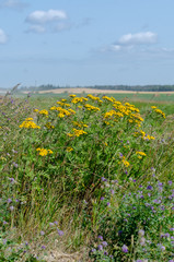 Yellow flowers and hay bales in Riding Mountain National Park, Manitoba