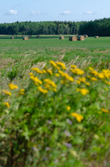 Yellow flowers and hay bales in Riding Mountain National Park, Manitoba
