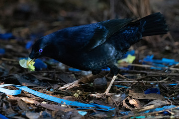 Satin Bowerbird in Australia