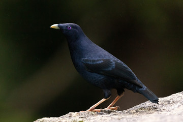 Satin Bowerbird in Australia
