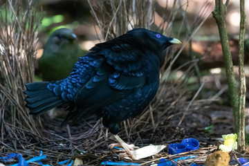 Satin Bowerbird in Australia