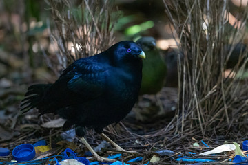 Satin Bowerbird in Australia