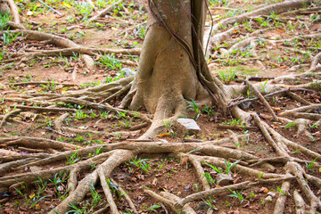 Trees with many roots emerging from the soil