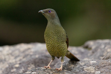 Satin Bowerbird in Australia