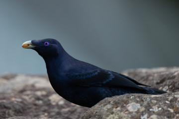 Satin Bowerbird in Australia