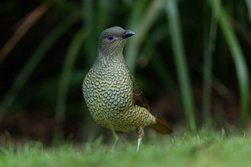 Satin Bowerbird in Australia
