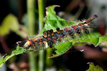 Vapourer or rusty tussock moth caterpillar on plant.