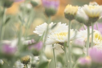 flowers in the field