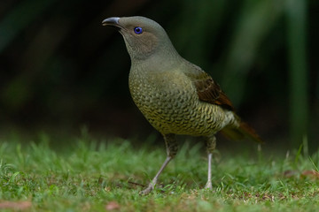 Satin Bowerbird in Australia