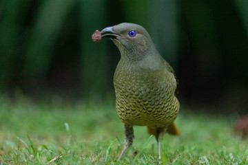 Satin Bowerbird in Australia