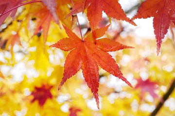 red maple leaves
