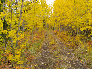 Fototapeta premium Wilderness trail golden fall aspen boreal forest